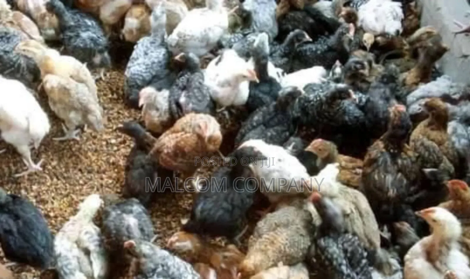 Fast Growing Local Kroilers.