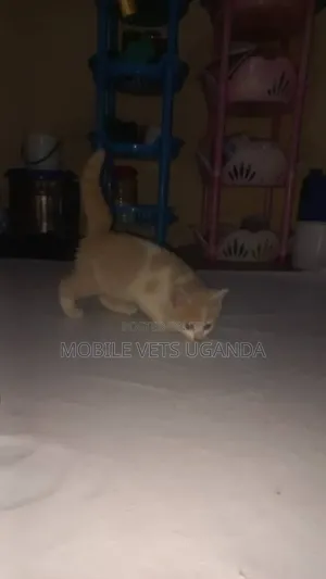0-1 month Male Purebred Ragdoll