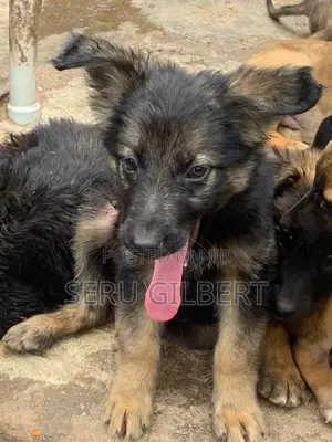 3-6 months Male Purebred German Shepherd