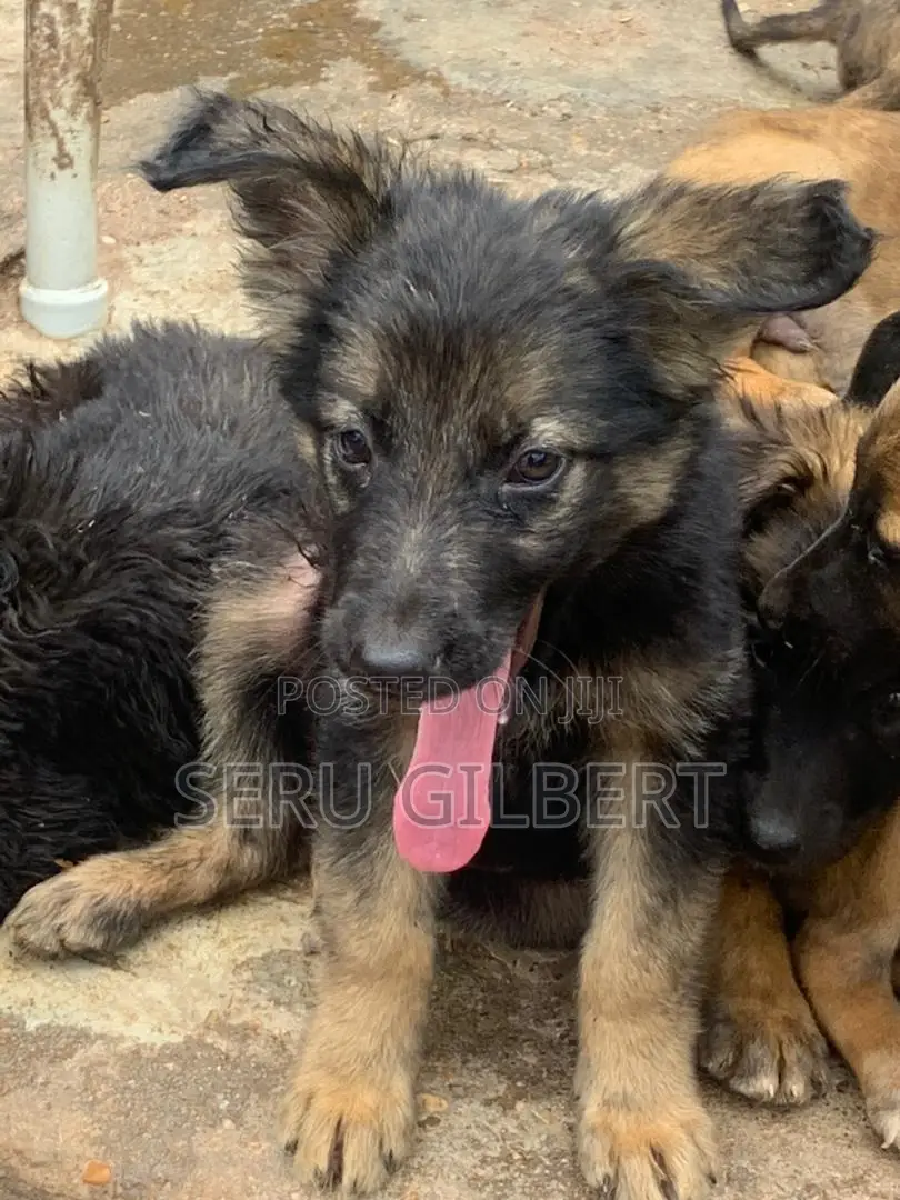 3-6 months Male Purebred German Shepherd