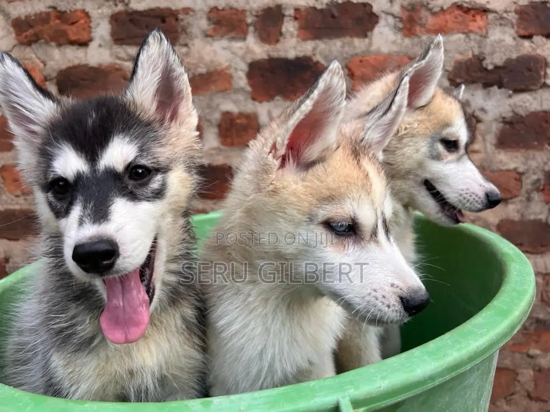 1-3 months Male Purebred Siberian Husky