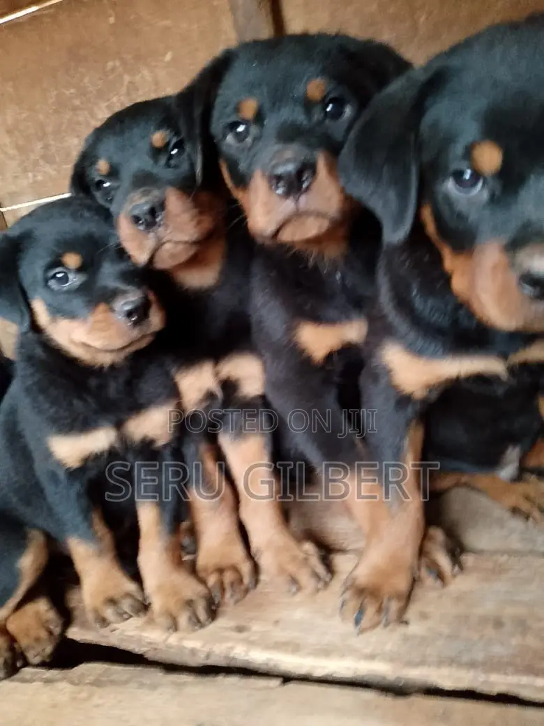 1-3 months Male Purebred Rottweiler
