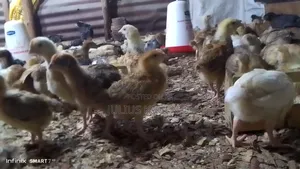 Photo - Brooded Kroiler 3weeks and Day Old Chicks