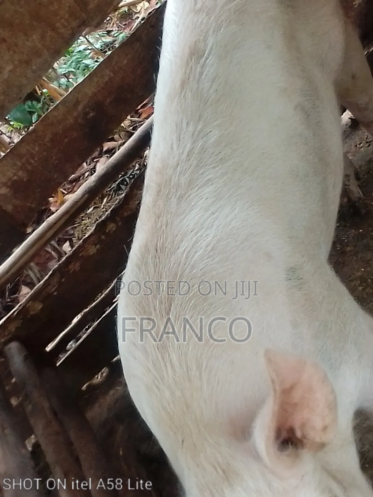 Mature Boar on Sale