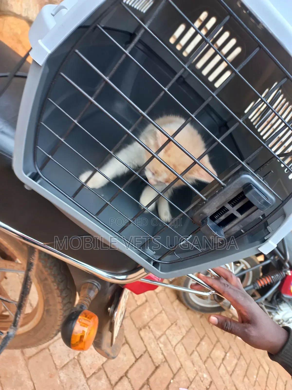 1-3 months Male Purebred Tabby
