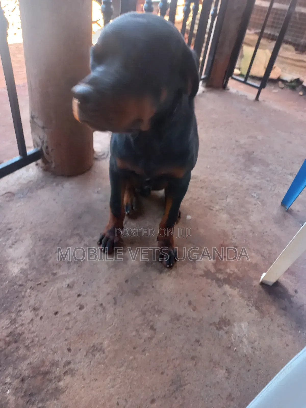 6-12 months Male Purebred Rottweiler