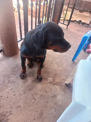 3-6 months Male Purebred Rottweiler