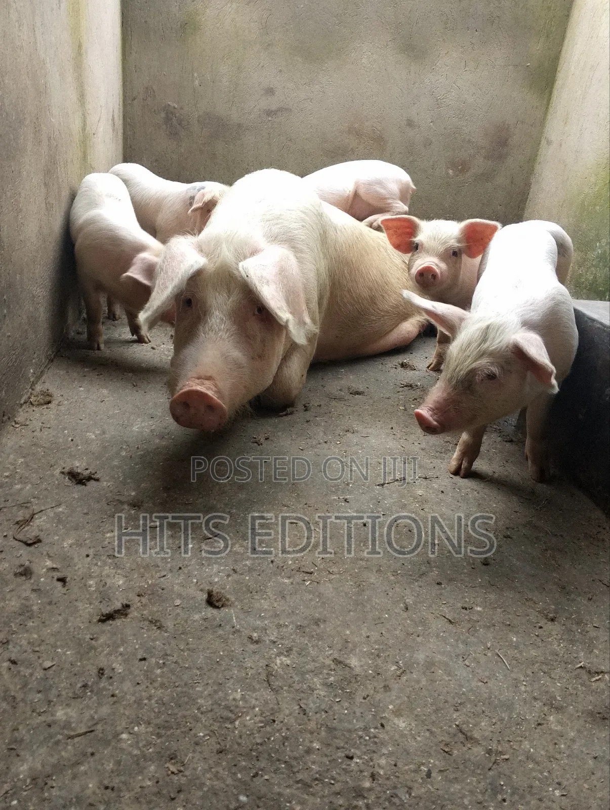 2 Months Piglets and Pregnant Pigs F1combrough and Landrace