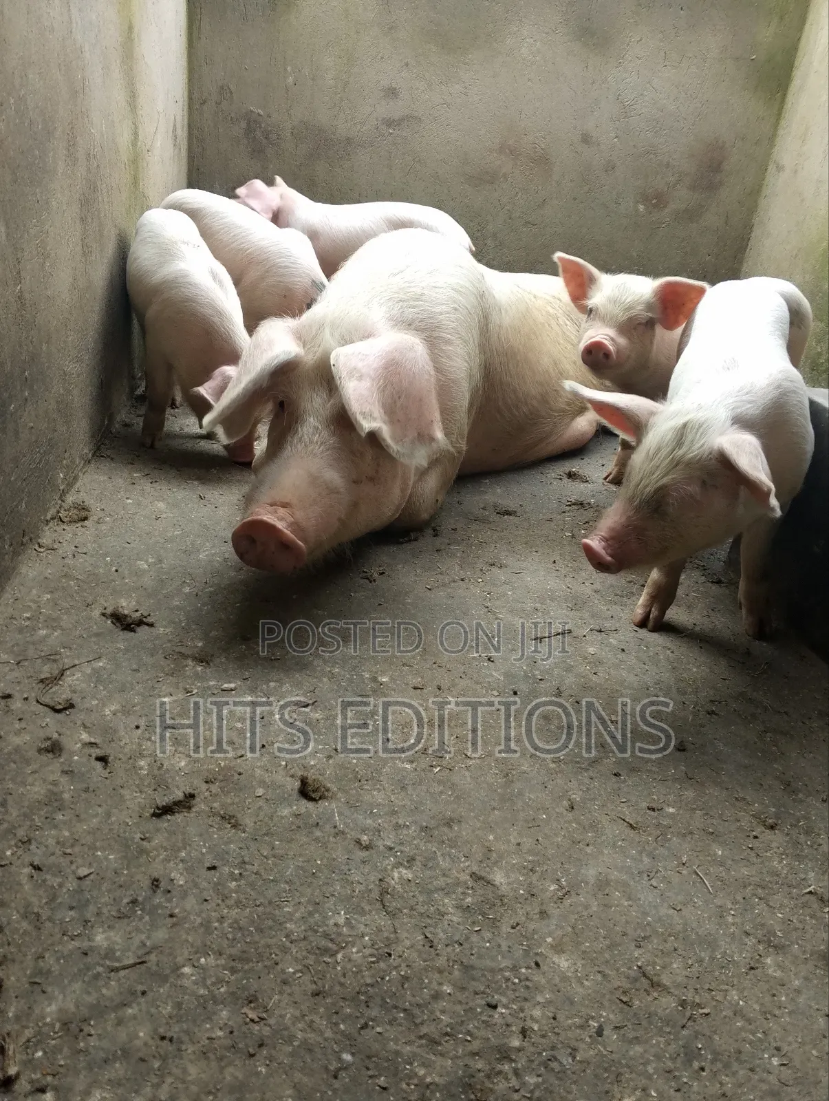 2 Months Piglets and Pregnant Pigs F1combrough and Landrace