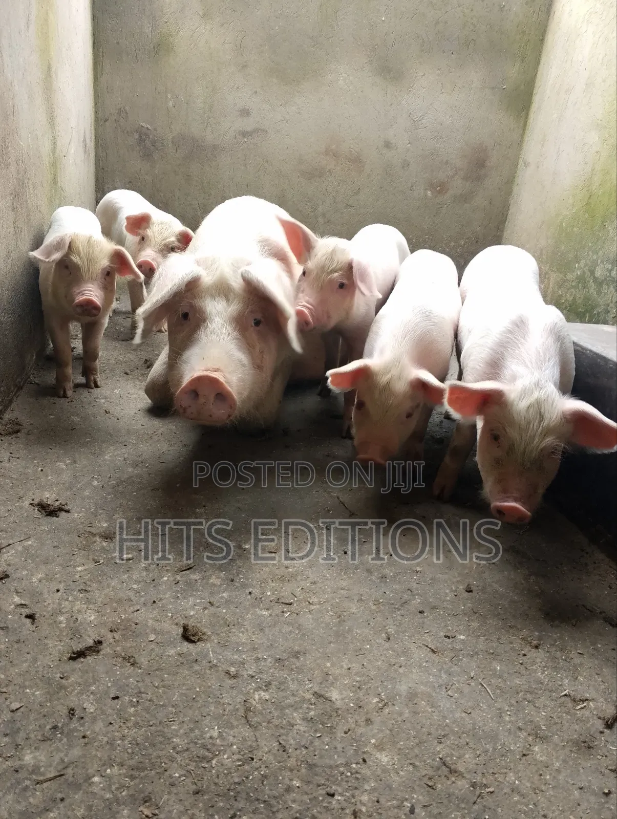2 Months Piglets and Pregnant Pigs F1combrough and Landrace