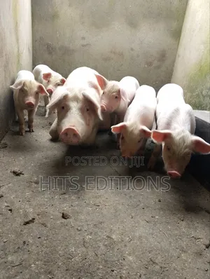 2 Months Piglets and Pregnant Pigs F1combrough and Landrace