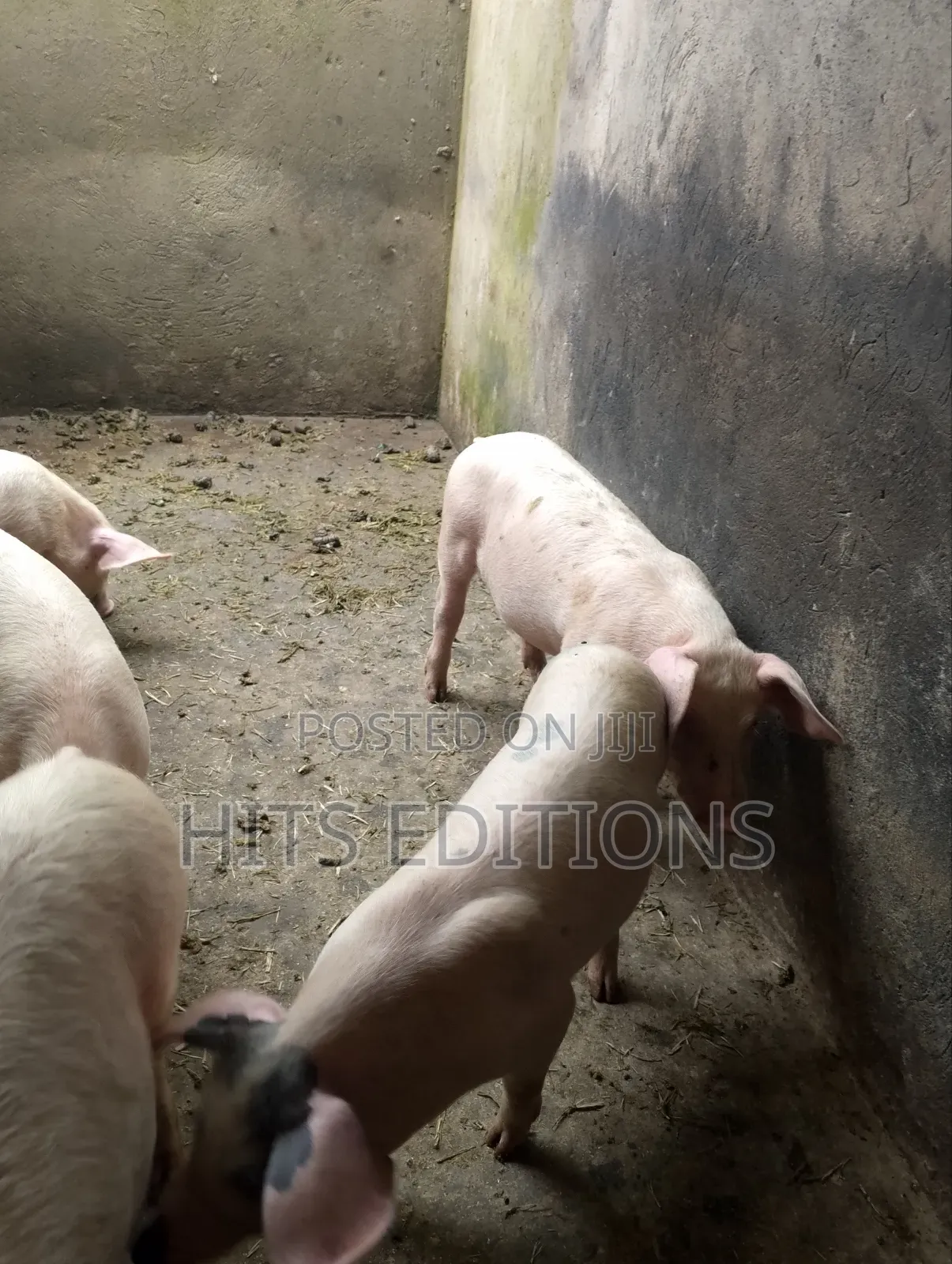 2 Months Piglets and Pregnant Pigs F1combrough and Landrace