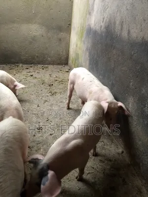 2 Months Piglets and Pregnant Pigs F1combrough and Landrace