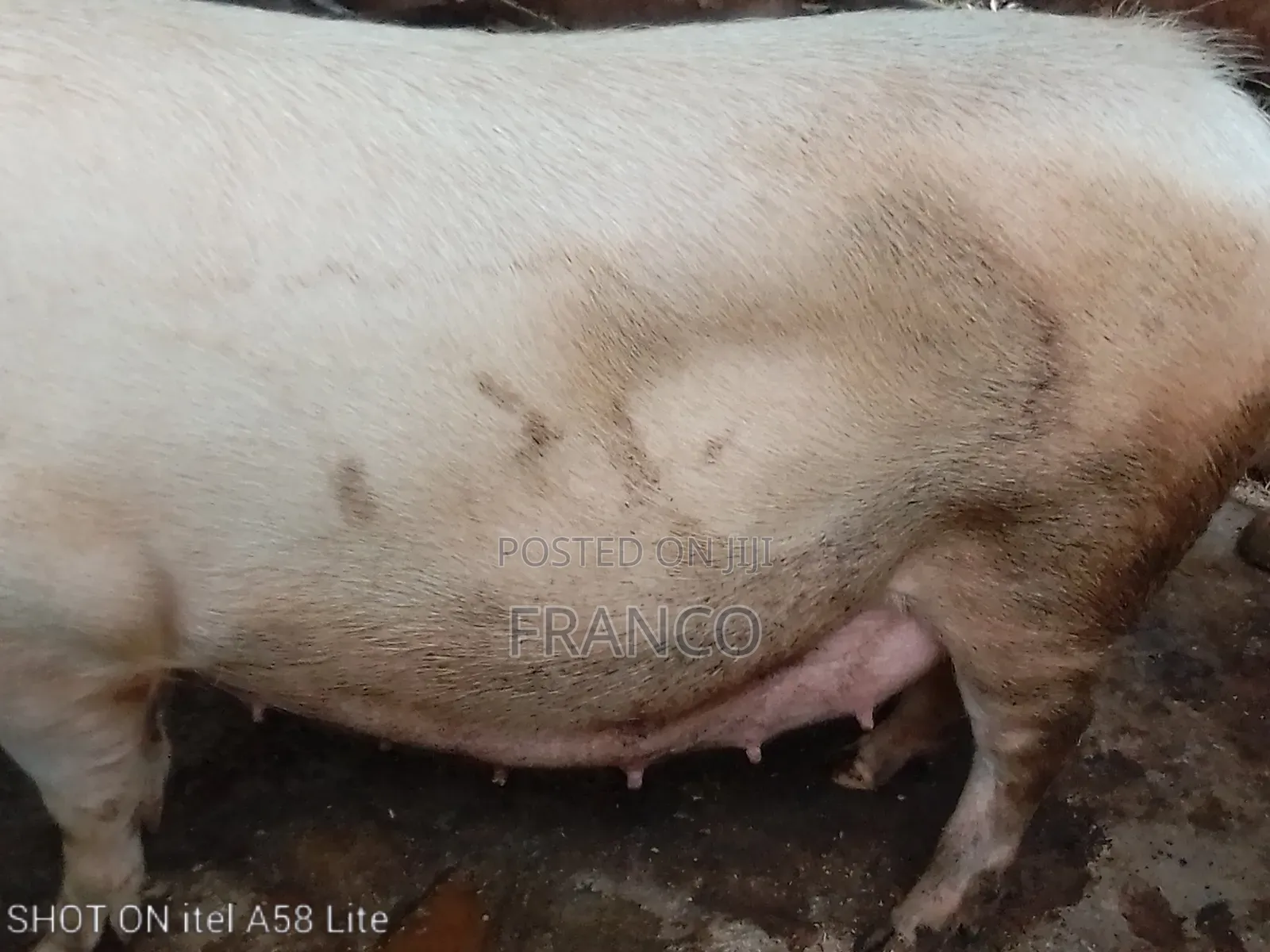 Pregnant Sows, Gilts, Boars and Piglets for Sale