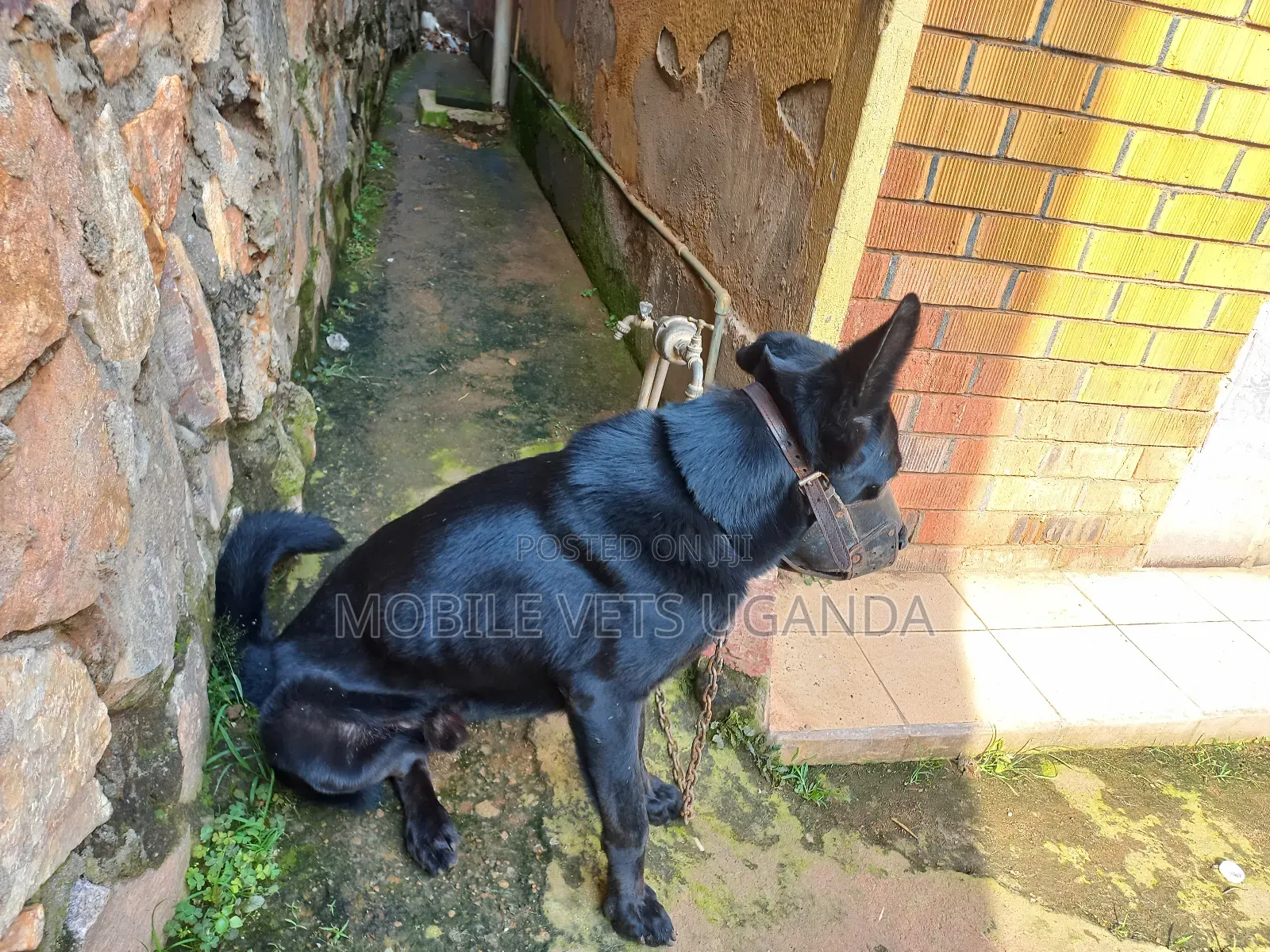 1+ year Male Purebred German Shepherd
