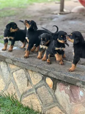 1-3 months Female Purebred Rottweiler