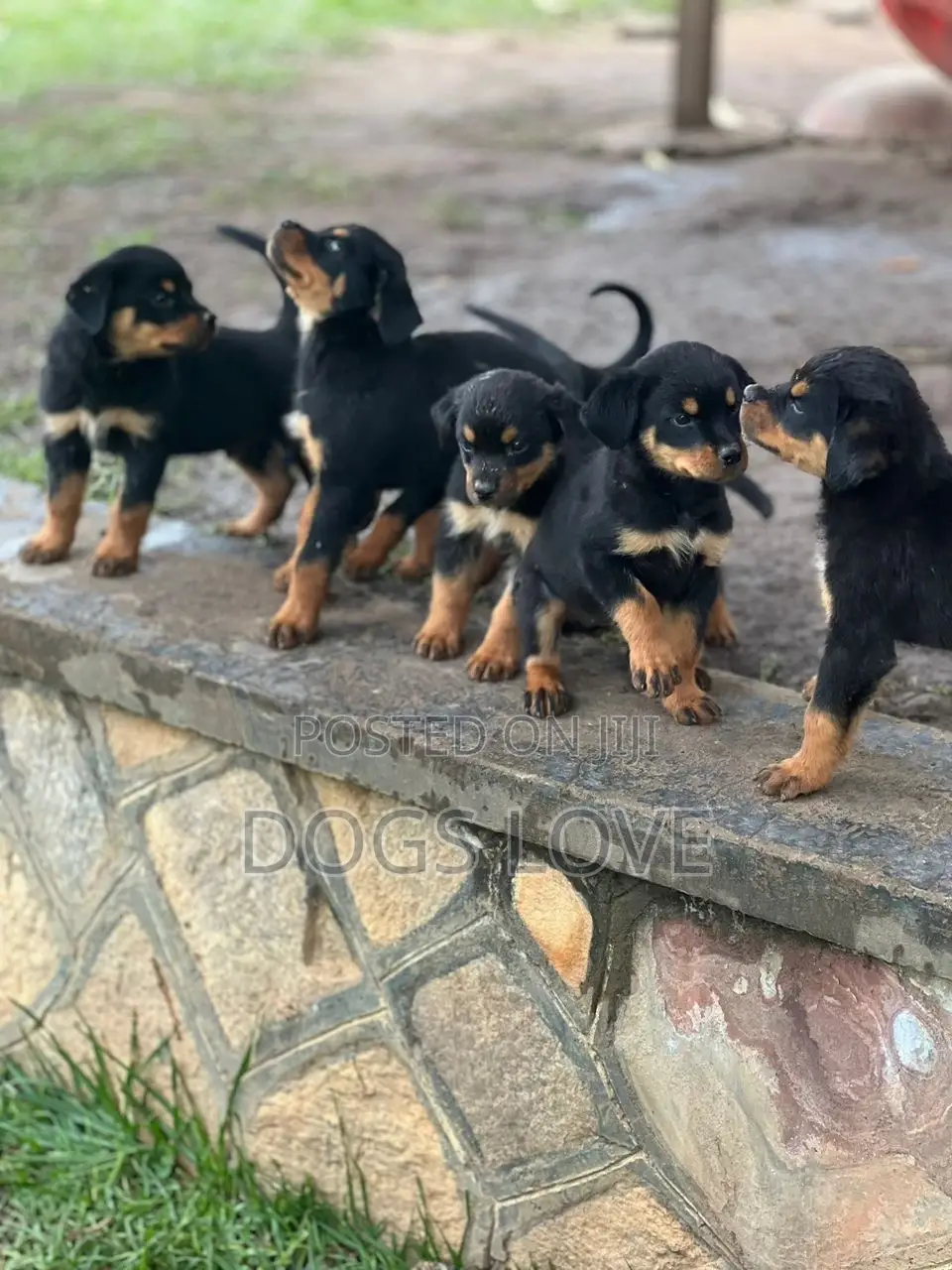 1-3 months Female Purebred Rottweiler