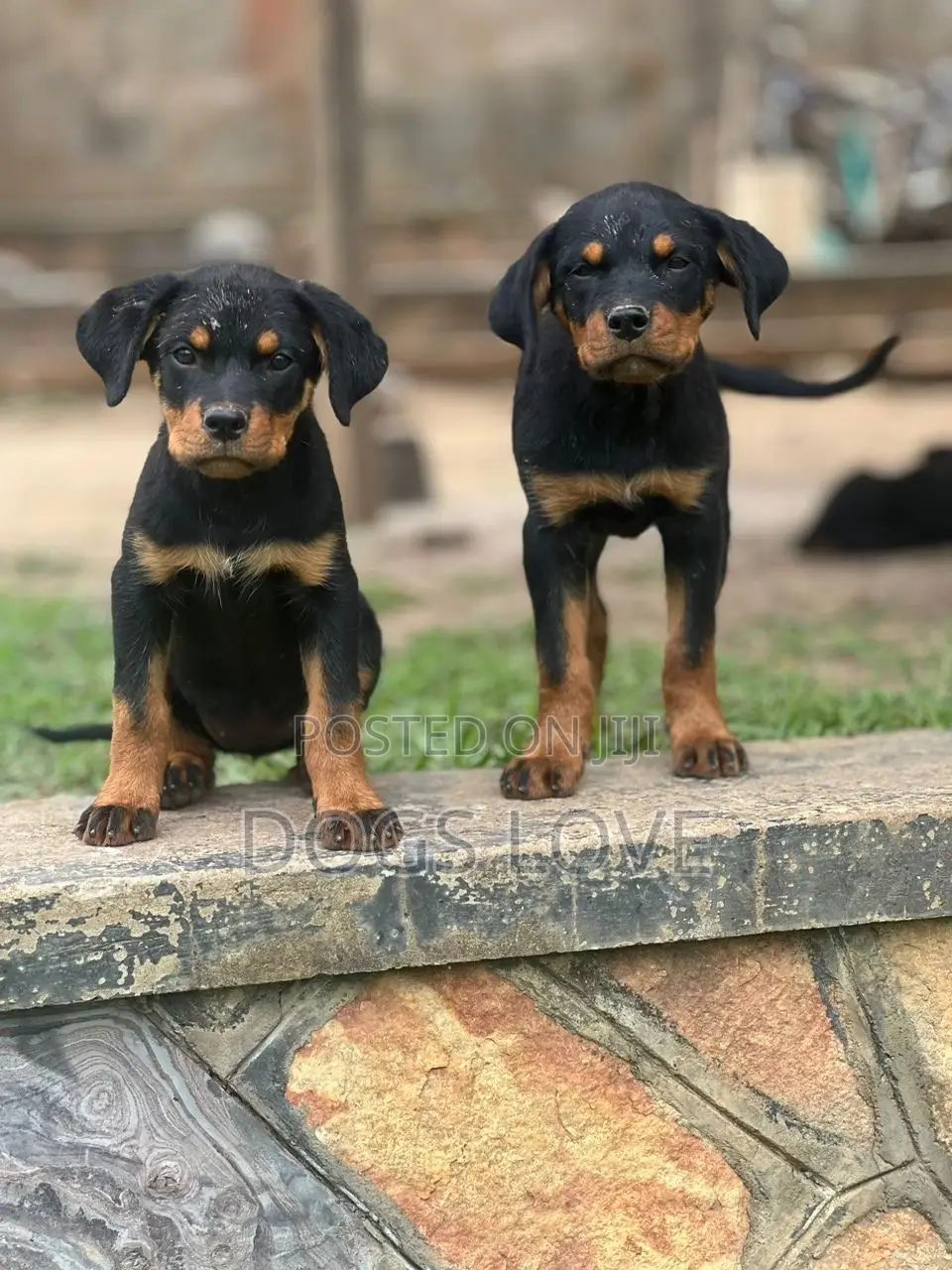 1-3 months Female Purebred Rottweiler