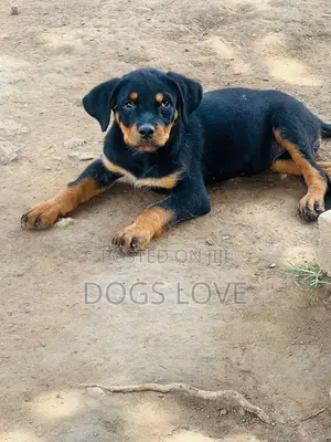 1-3 months Female Purebred Rottweiler