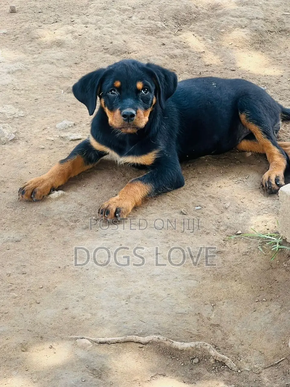 1-3 months Female Purebred Rottweiler