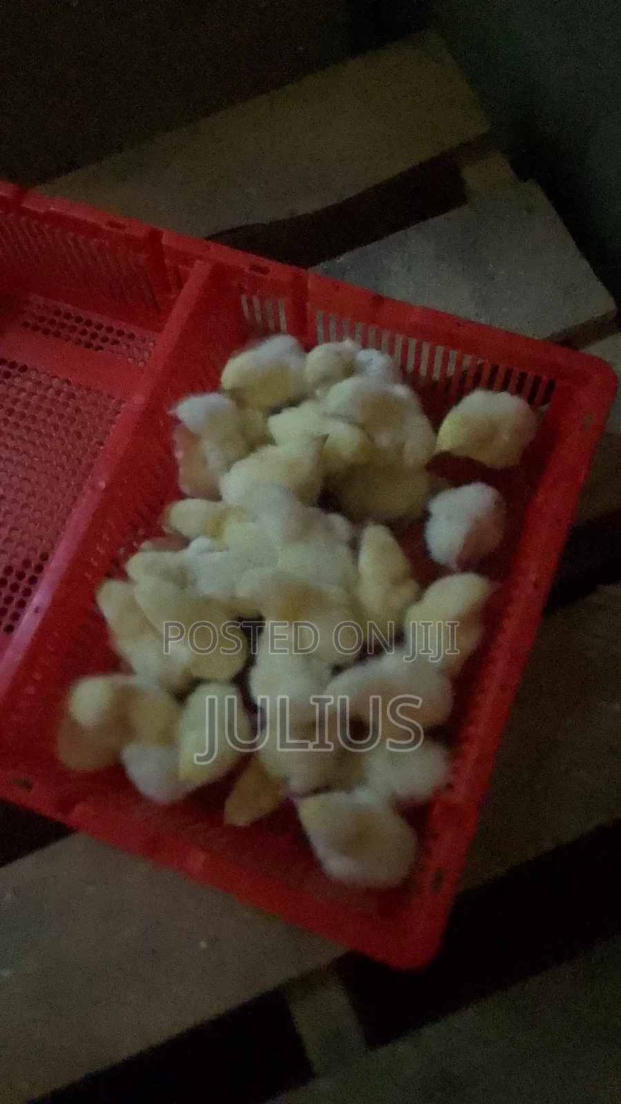 Day Old Chicks Broilers at 3100/Kroilers at /Saso2k/4wks7k