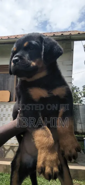 1-3 months Male Purebred Rottweiler