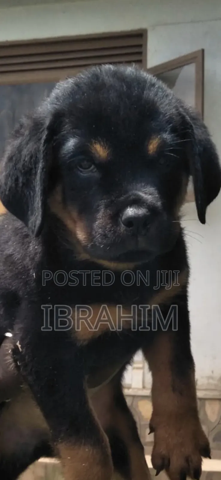 1-3 months Male Purebred Rottweiler