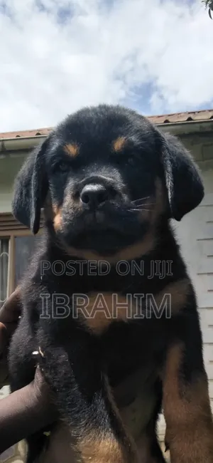 1-3 months Male Purebred Rottweiler