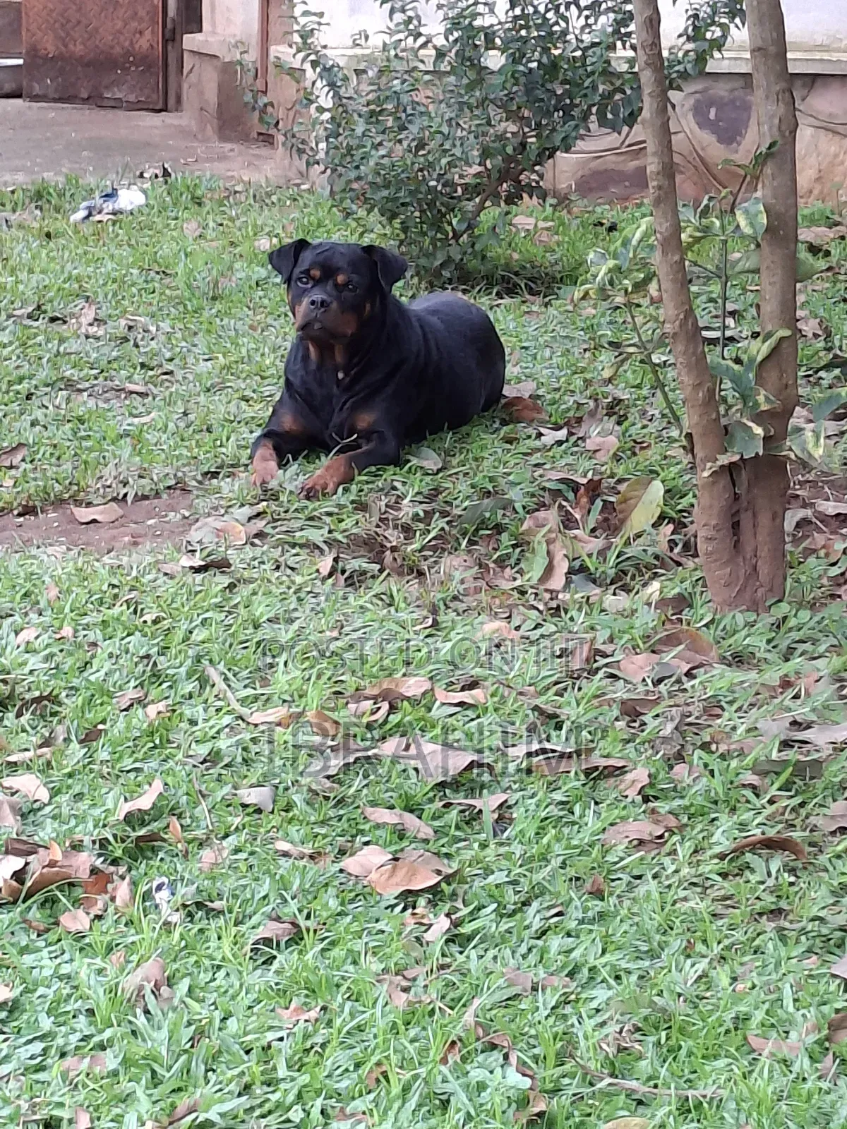 1-3 months Male Purebred Rottweiler