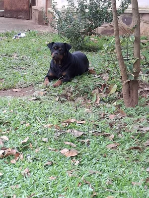 1-3 months Male Purebred Rottweiler