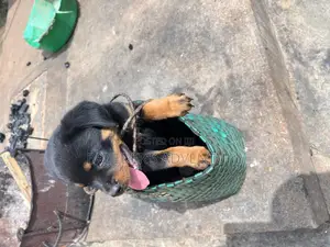 1-3 months Male Purebred Rottweiler