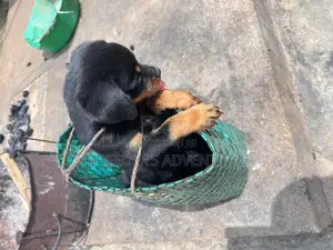 1-3 months Male Purebred Rottweiler