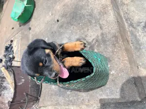 1-3 months Male Purebred Rottweiler