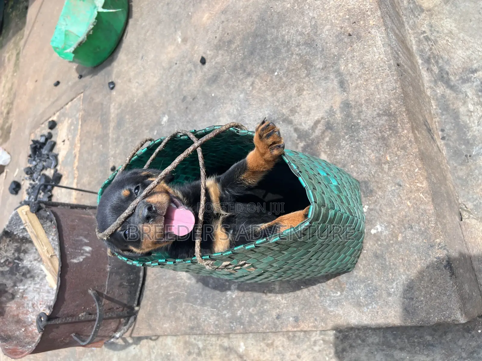 1-3 months Female Purebred Rottweiler