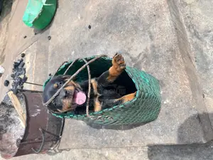 1-3 months Female Purebred Rottweiler