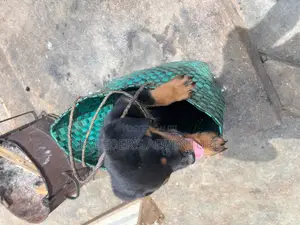 1-3 months Female Purebred Rottweiler