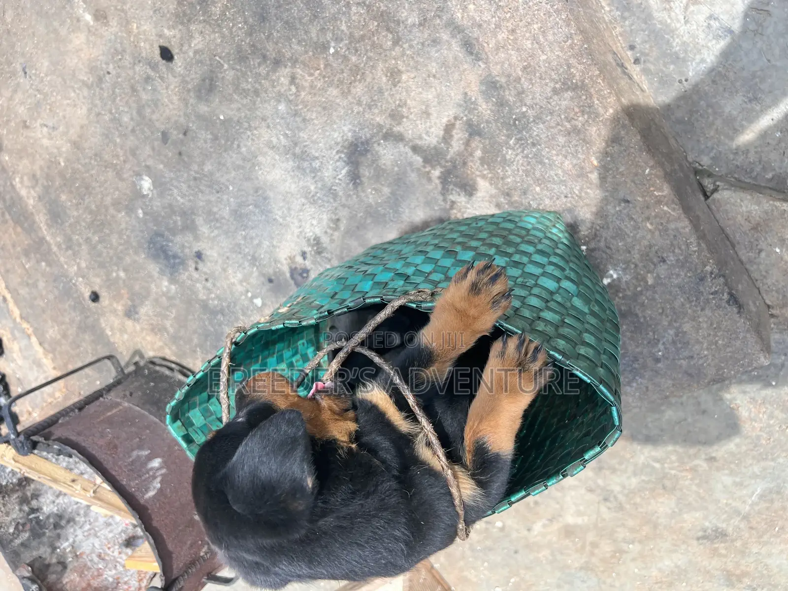 1-3 months Male Purebred Rottweiler