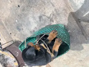 1-3 months Male Purebred Rottweiler