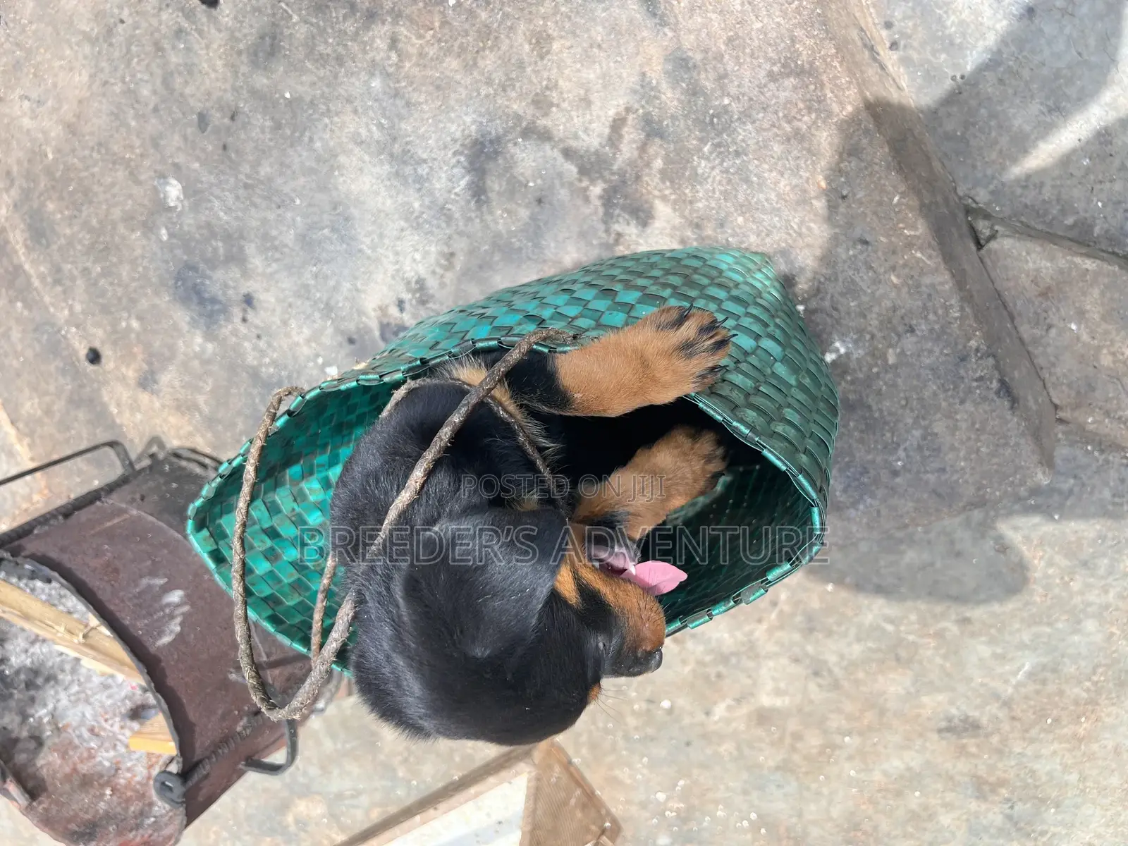 1-3 months Male Purebred Rottweiler