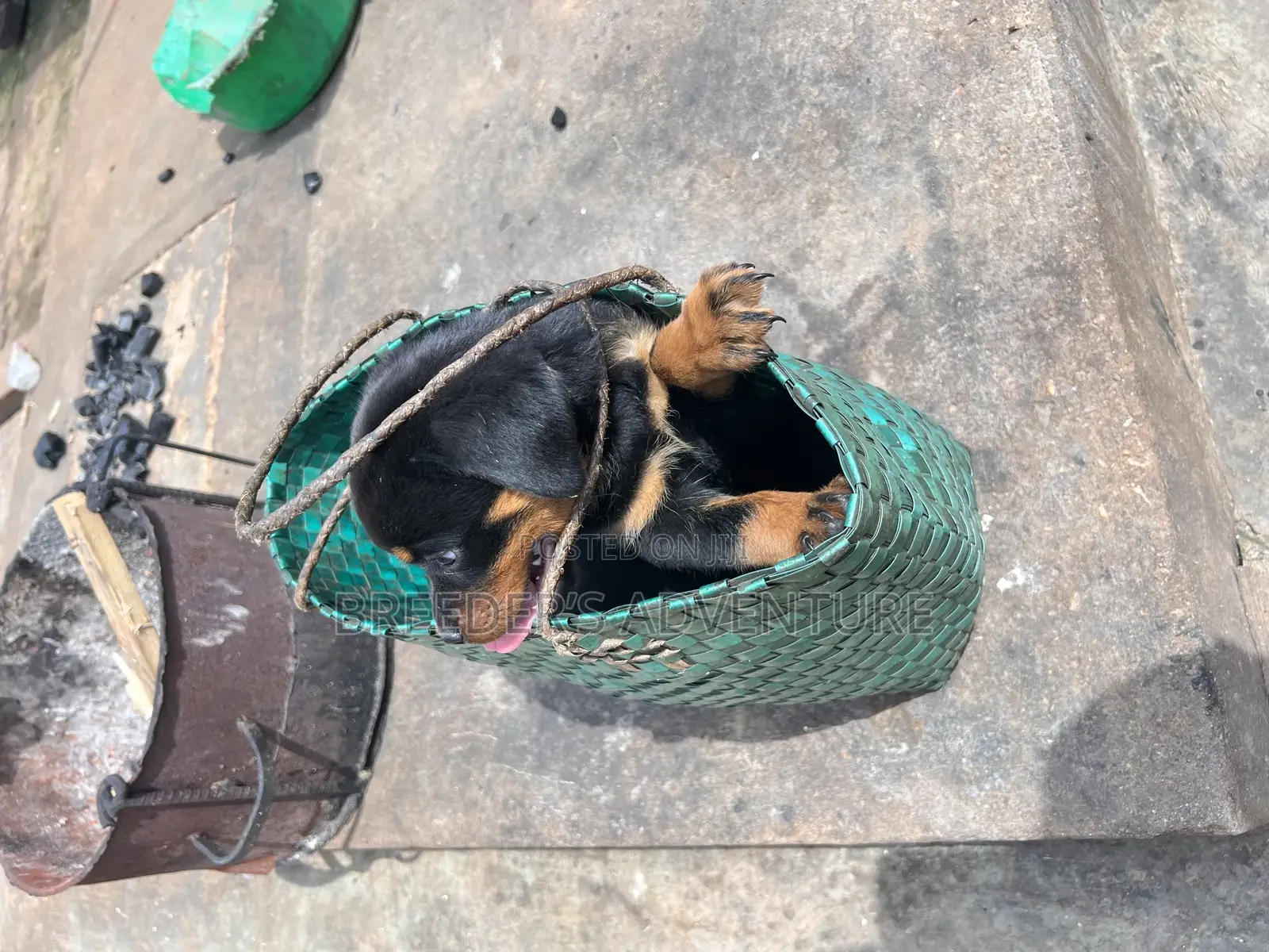 1-3 months Male Purebred Rottweiler