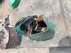 1-3 months Male Purebred Rottweiler