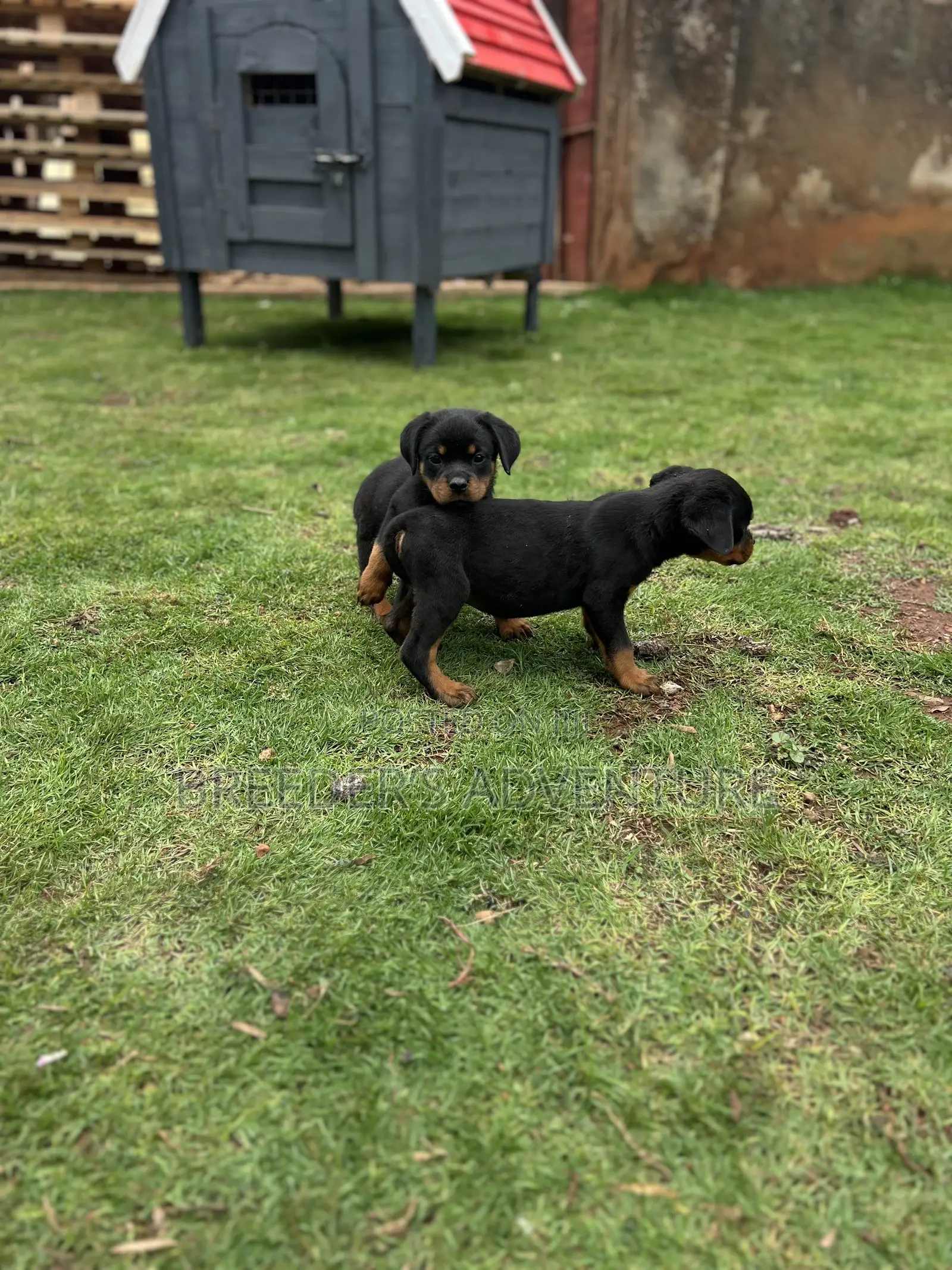 1-3 months Male Purebred Rottweiler
