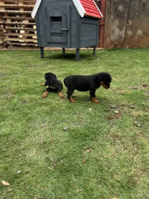1-3 months Male Purebred Rottweiler