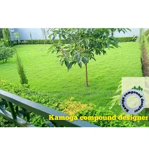 Hybrid Natural Paspalum Grass and Landscape