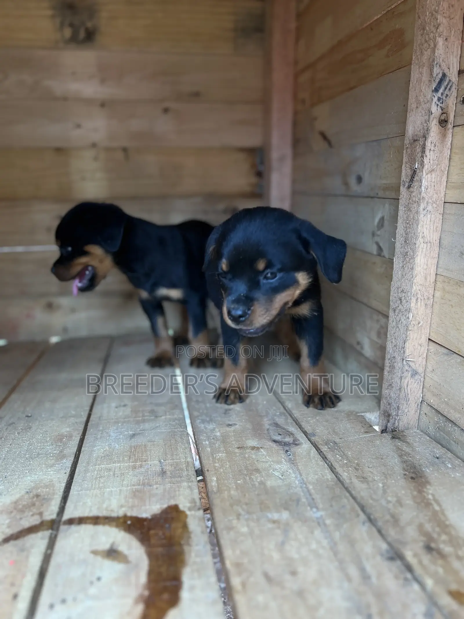 1-3 months Male Purebred Rottweiler