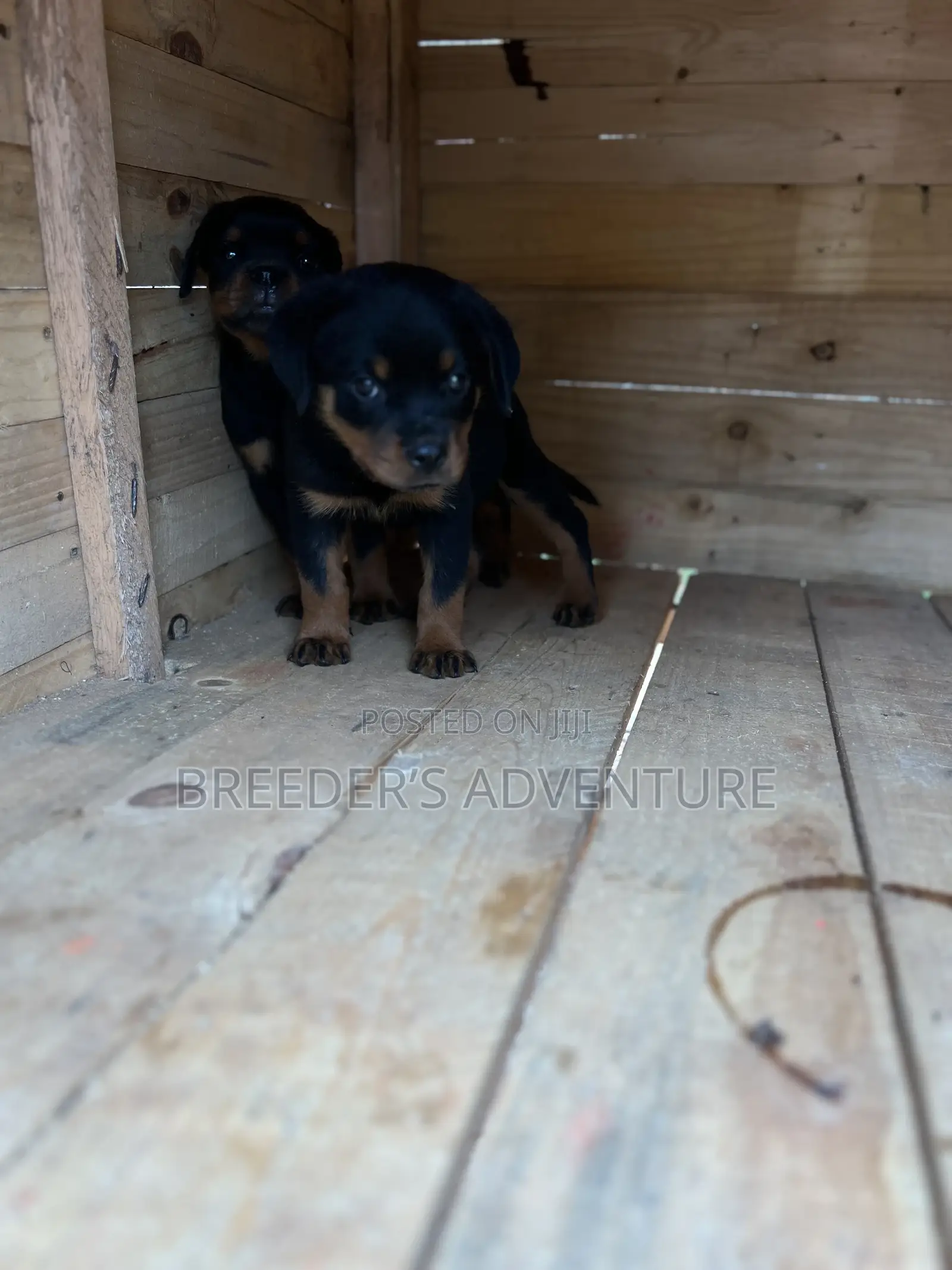 1-3 months Male Purebred Rottweiler
