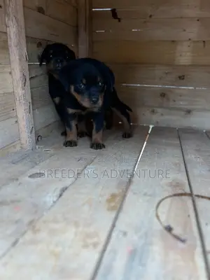 1-3 months Male Purebred Rottweiler