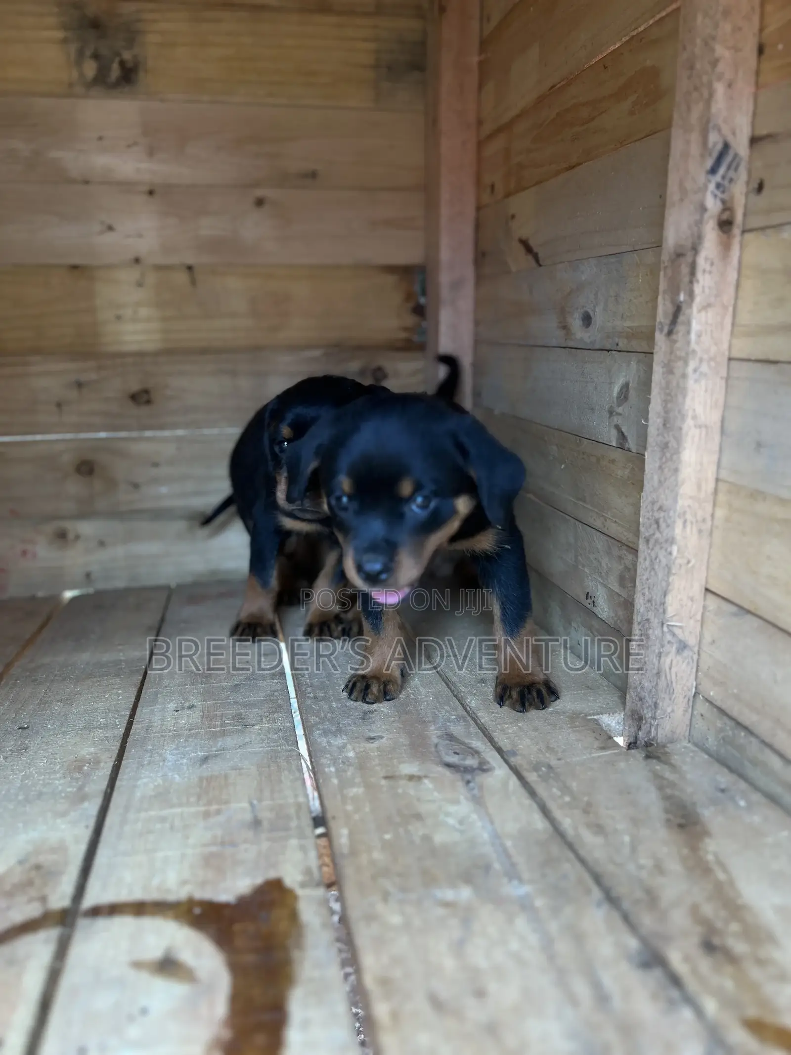 1-3 months Male Purebred Rottweiler