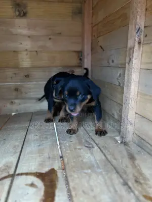 1-3 months Male Purebred Rottweiler