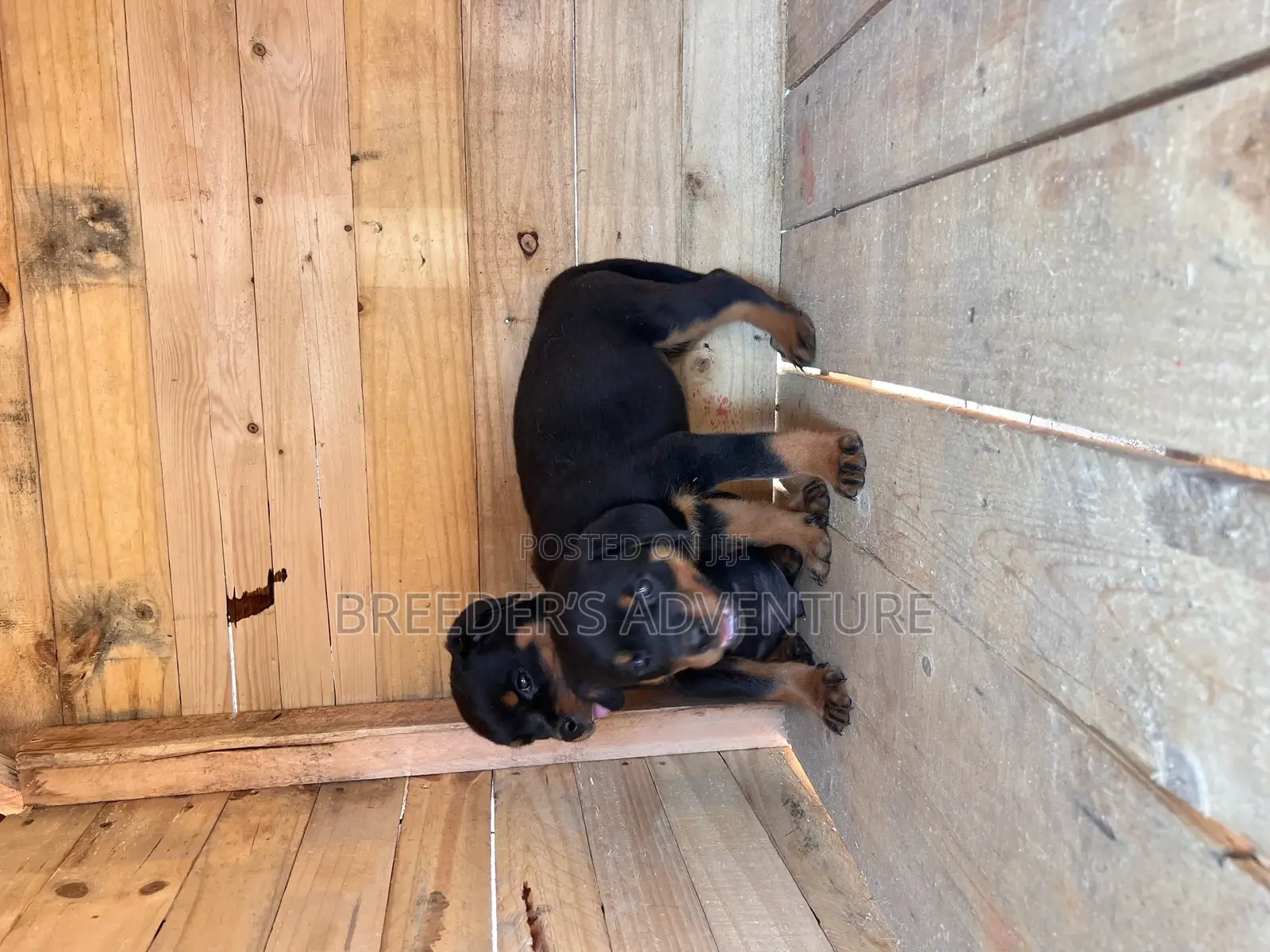 1-3 months Male Purebred Rottweiler
